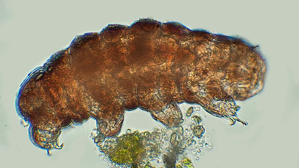 Imágen del tardígrado